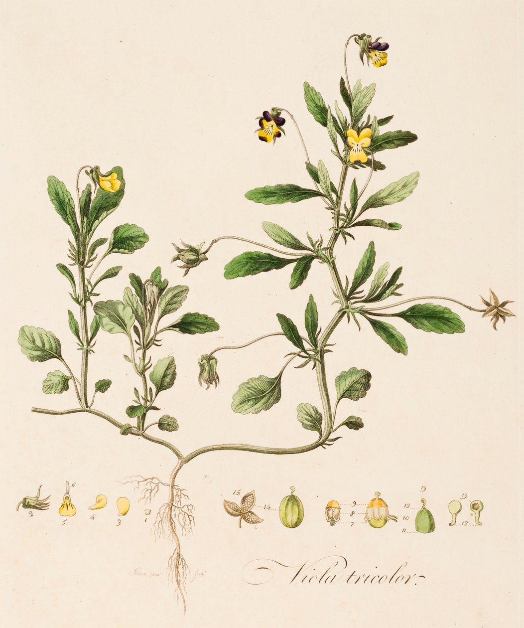 Viola tricolor, Wild Pansy, c1770-1790. av William Kilburn