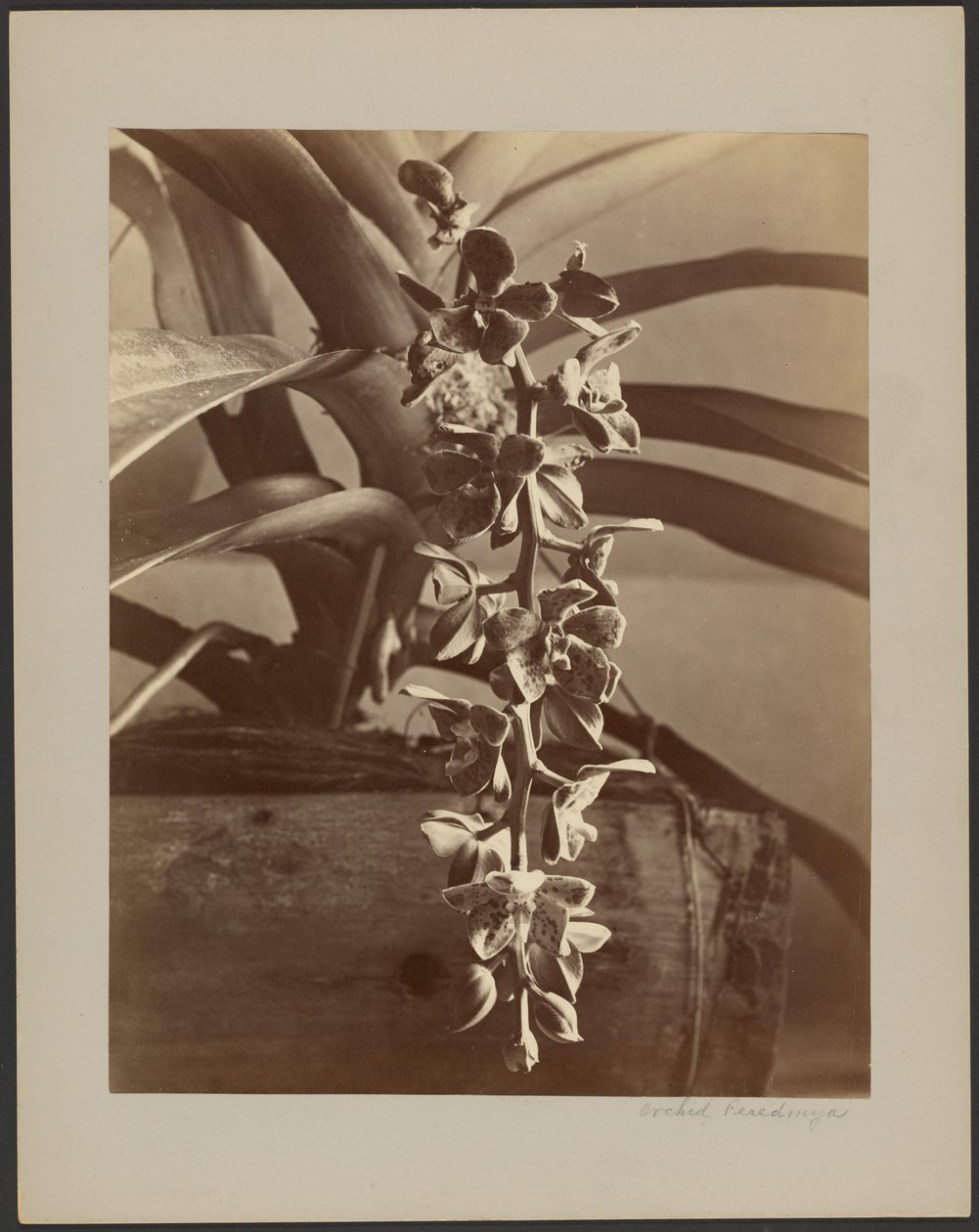Orkidéer, Ceylon av William Louis Henry Skeen