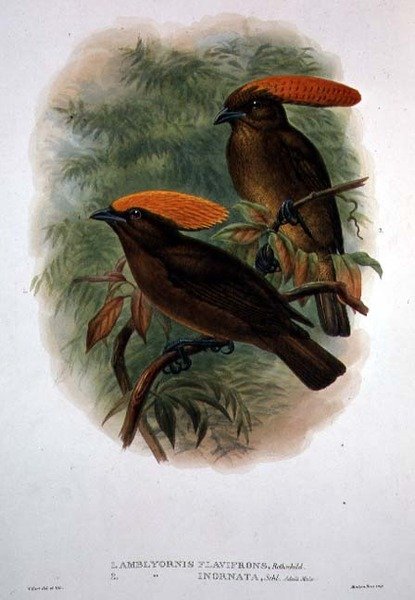 Amblyornis Flavifrons (färg litho) av William Matthew Hart