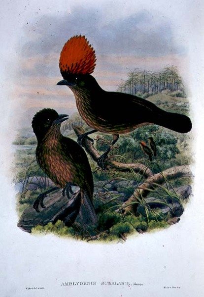 Amblyornis Subalaris (färg litho) av William Matthew Hart