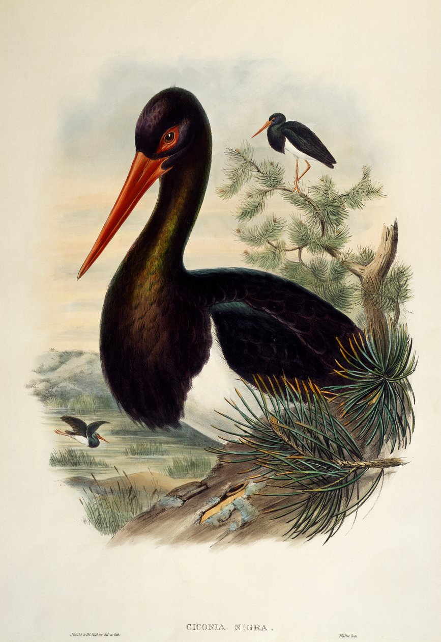 Svart stork (Ciconia nigra), litografi från Birds of Great Britain av William Matthew Hart