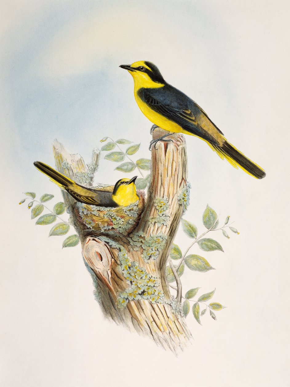 Brunrumpad Minivet (Pericrocotus cantonensis), litografi från Birds of Asia av William Matthew Hart