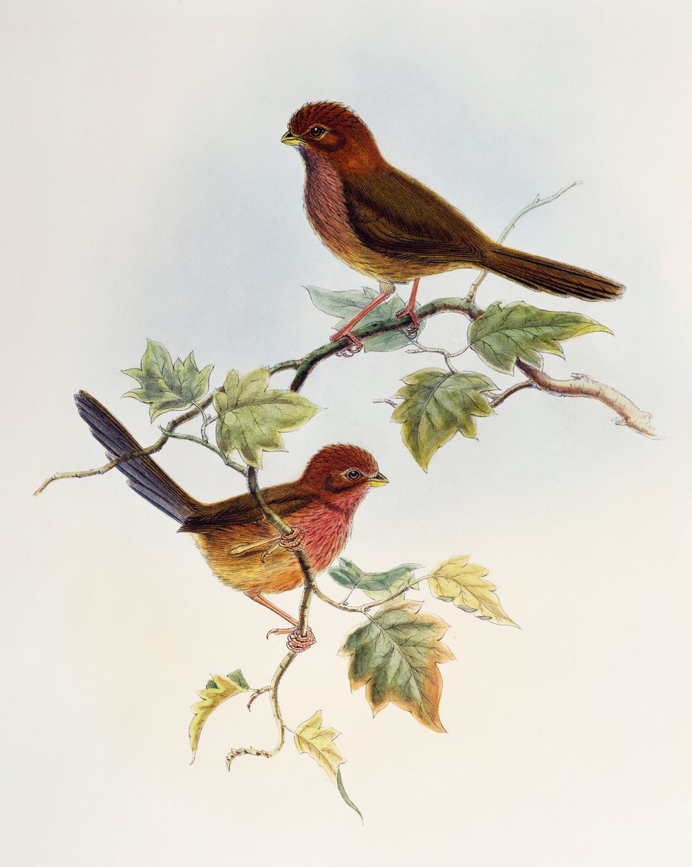 Brunvingad papegojnäbb (Paradoxornis brunneus), litografi från Birds of Asia av William Matthew Hart