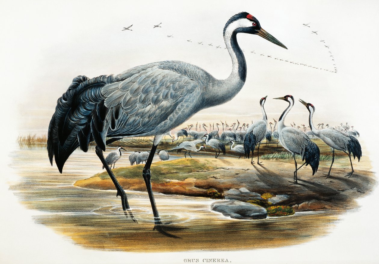 Trana (Grus cinerea), litografi från Birds of Great Britain av William Matthew Hart