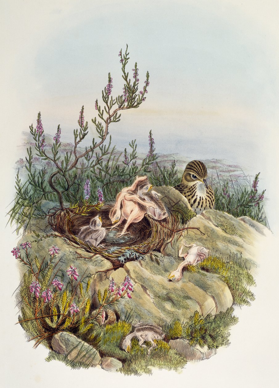 Common Cuckoo, av John Gould (1804-1881), litografi av William Matthew Hart (1830-1908), Storbritannien av William Matthew Hart