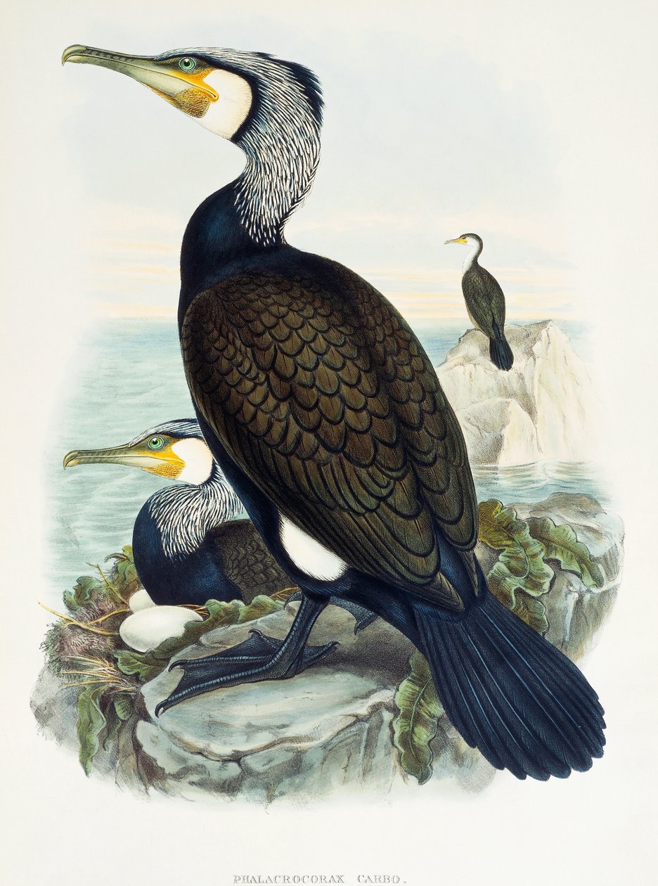 Storskarv (Phalacrocorax carbo), litografi från Birds of Great Britain av William Matthew Hart