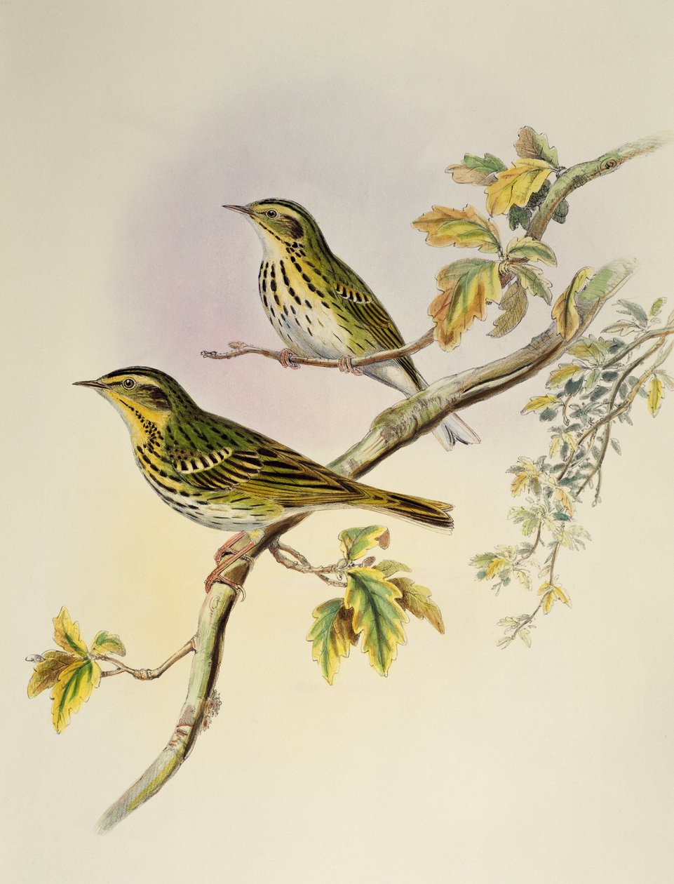 Indian Tree-Pipit (Pipastes agilis), litografi från Birds of Asia av William Matthew Hart