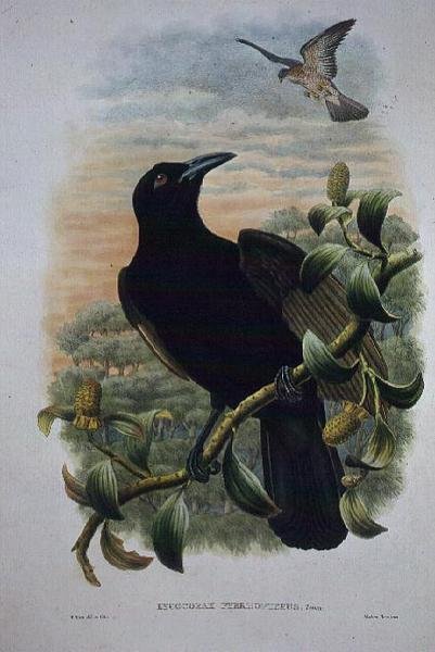 Lucocorax Pyrrhopterus, Paradise eller Silky Crow (litho) av William Matthew Hart