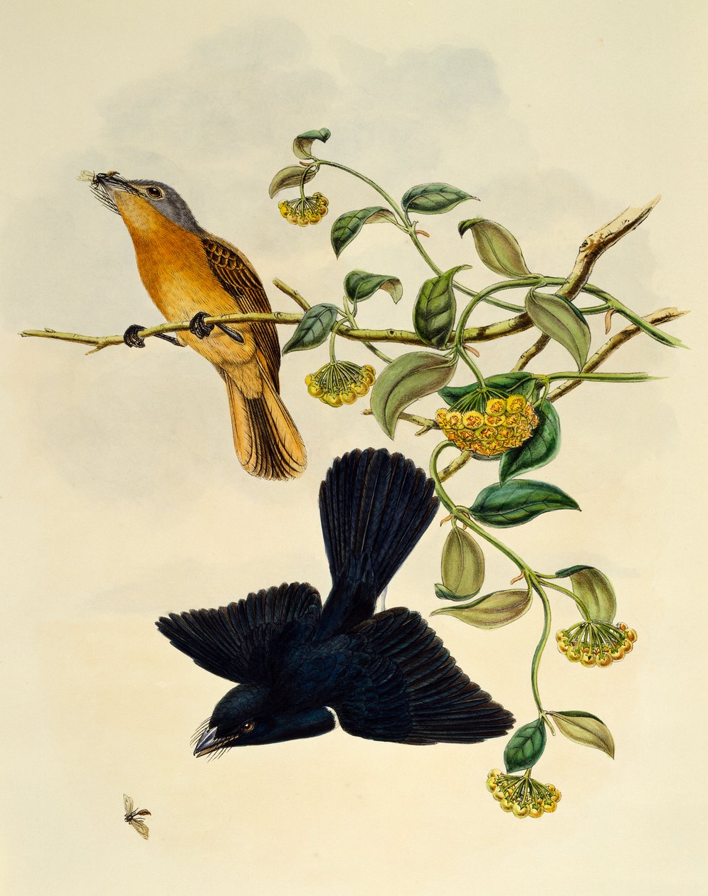 Ochre-headed flugsnappare (Myiagra cervinicauda), gravyr av William Matthew Hart (1830-1908), Storbritannien av William Matthew Hart