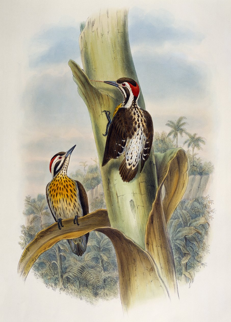 Filippinsk pygmé hackspett (Dendrocopos maculatus), litografi från Birds of Asia av William Matthew Hart