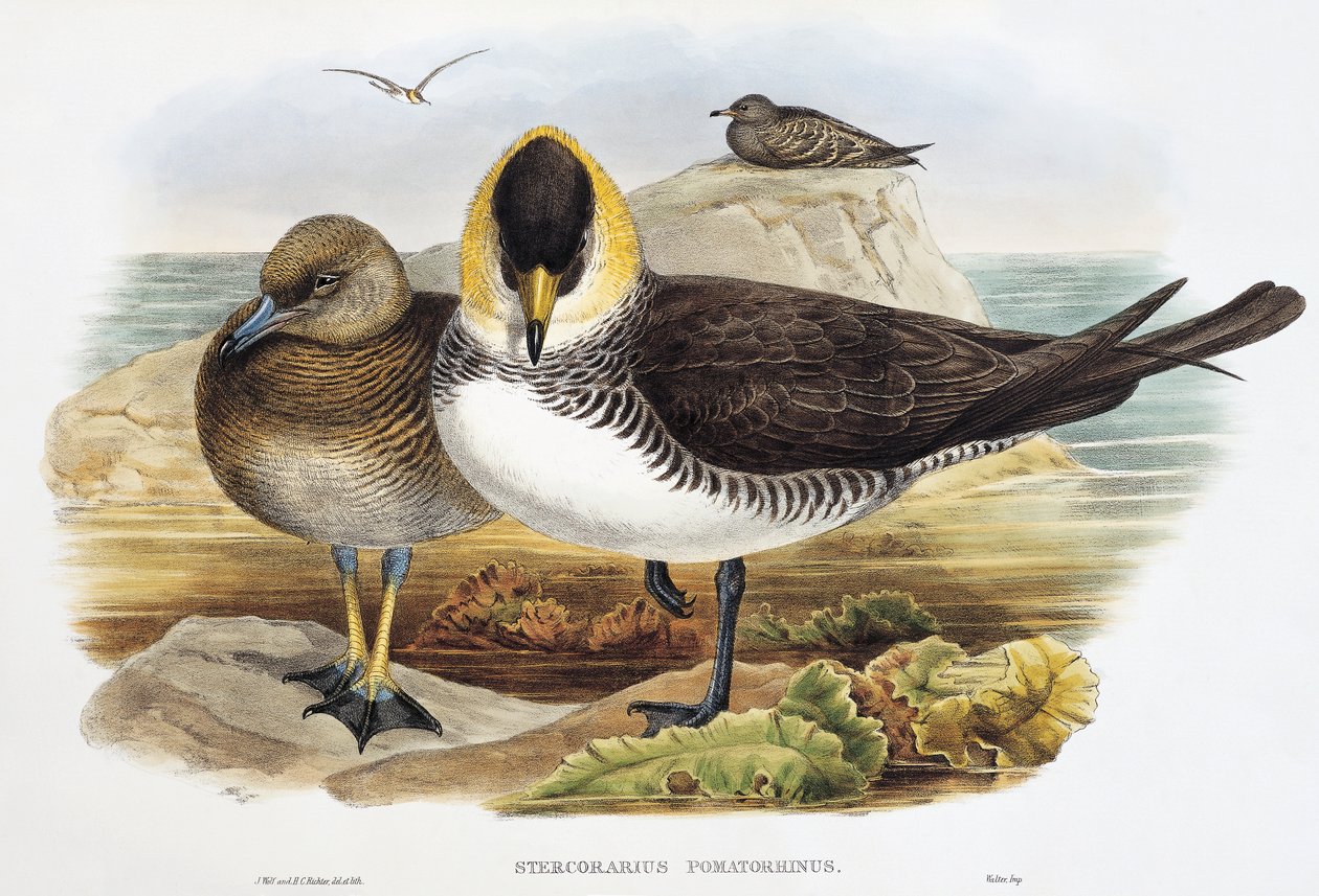 Pomarin Jaeger (Stercorarius pomarinus), litografi från Birds of Great Britain av William Matthew Hart