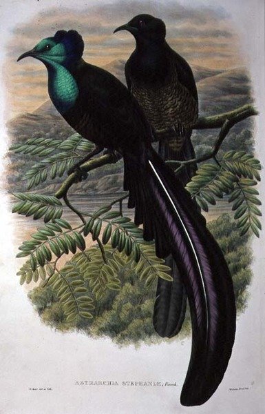 Prinsessan Stephanies paradisfågel (färg litho) av William Matthew Hart