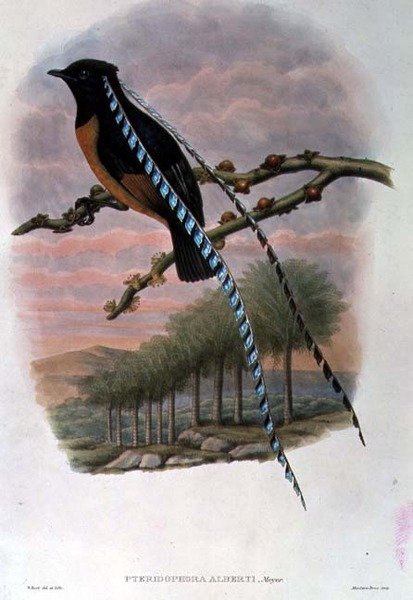 Pteridophora Alberti, kung av Sachsen Paradisfågel (färg litho) av William Matthew Hart
