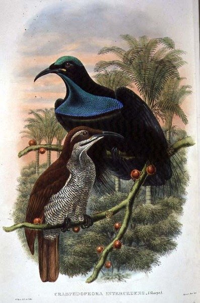 Ptiloris Magnificus, gevärsfågel av paradiset (färg litho) av William Matthew Hart