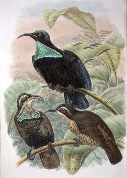 Ptiloris Paradiseus, Rifle Bird of Paradise (färg litho) av William Matthew Hart