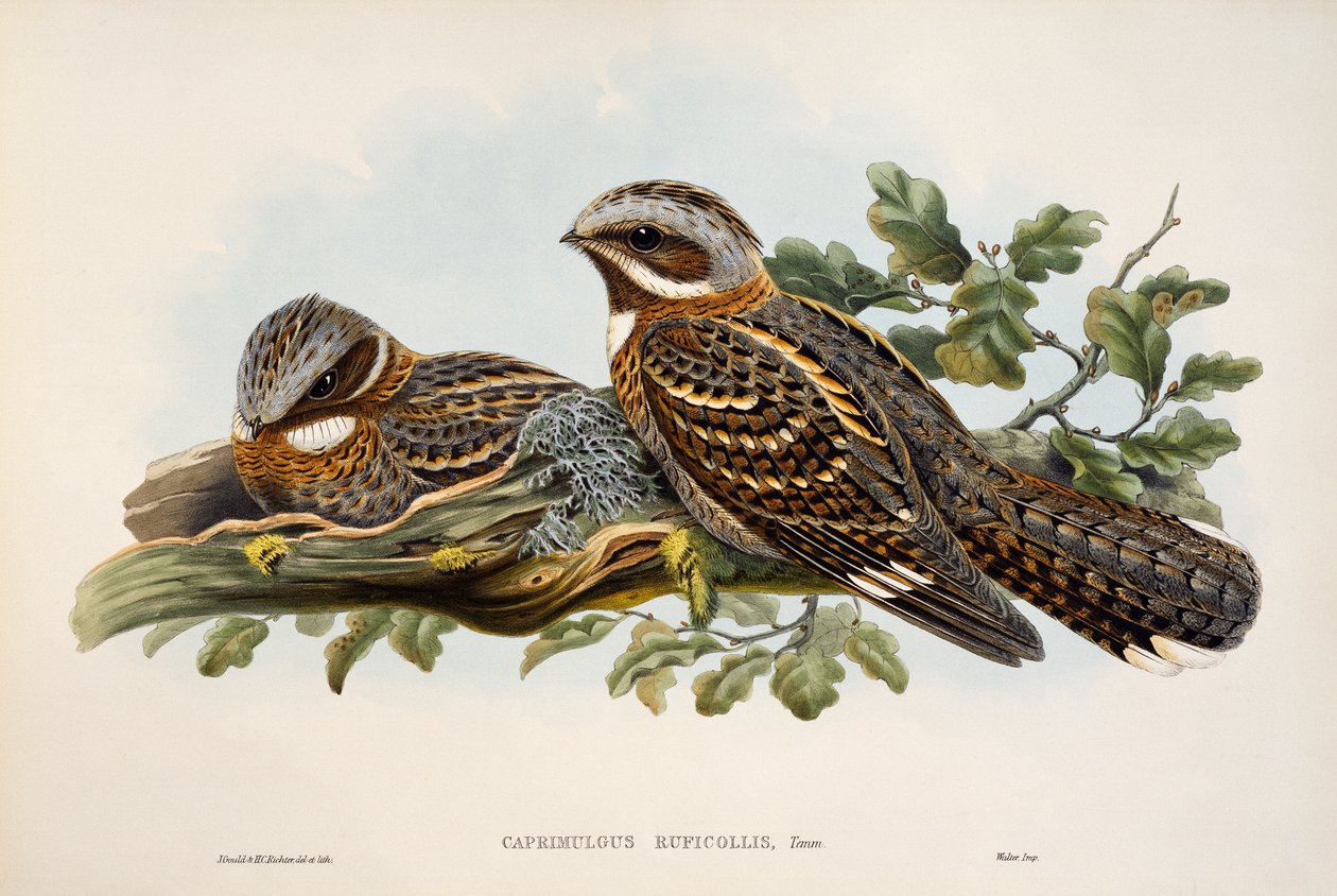 Rödhalsad Nightjar (Caprimulgus ruficollis), litografi från Birds of Great Britain av William Matthew Hart