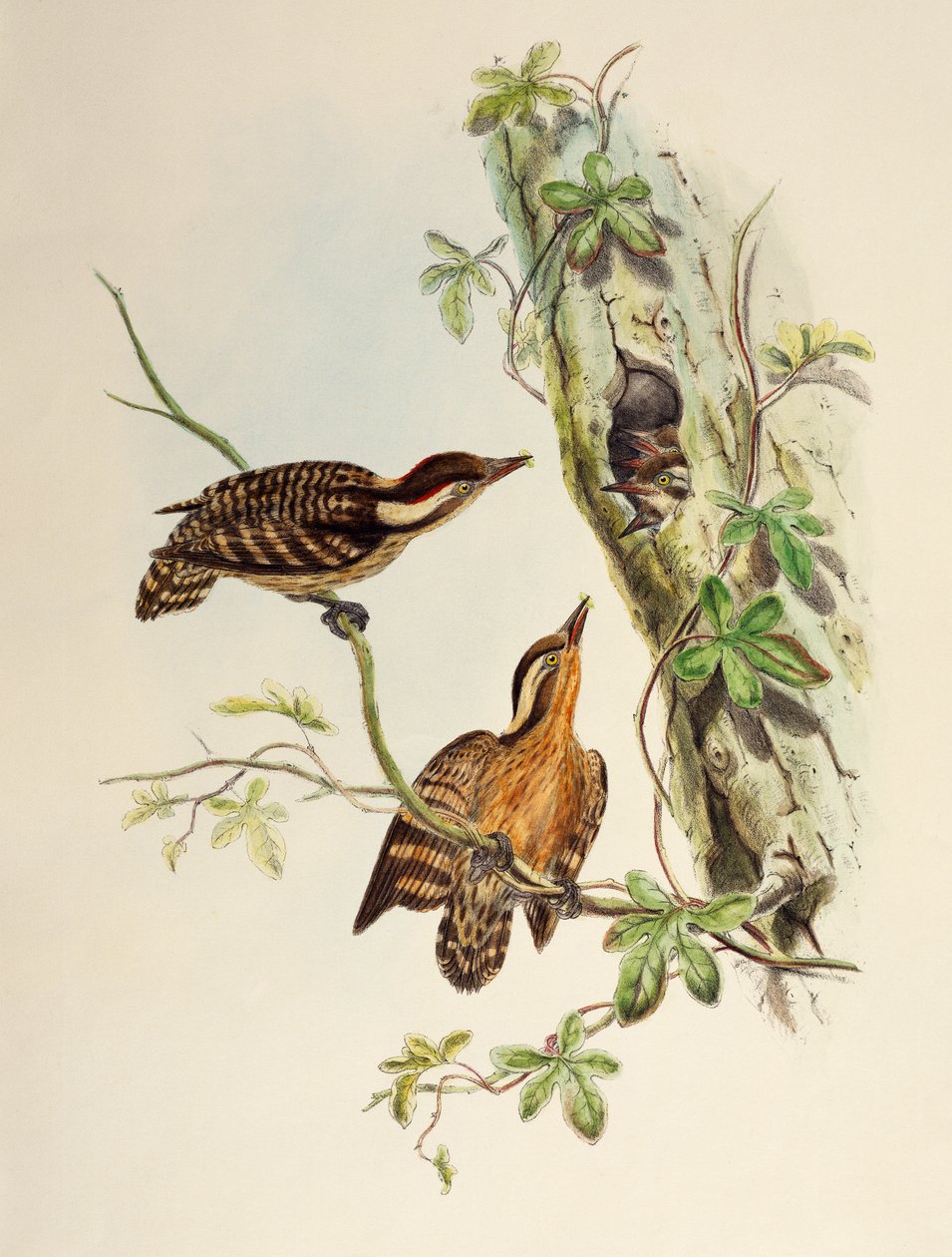 Sunda hackspett (Dendrocopos moluccensis), litografi från Birds of Asia av William Matthew Hart