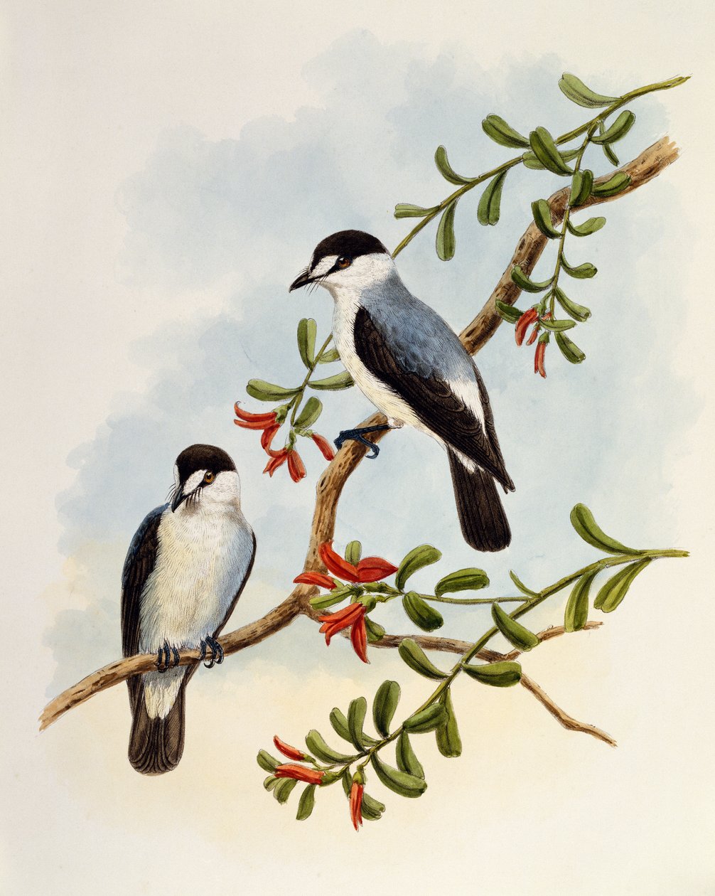 Torrent Robin (Monachella muelleriana), gravyr av William Matthew Hart (1830-1908), Storbritannien av William Matthew Hart