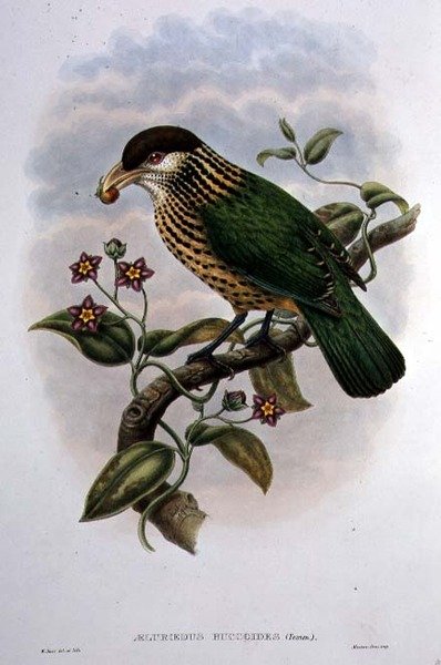 Vit öronfågel - Ailuroedus Buccoides (färglitografi) av William Matthew Hart