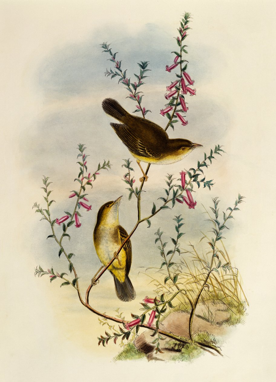 Vitfläckig flugsnappare (Pseudogerygone notata), gravyr av William Matthew Hart (1830-1908), Storbritannien av William Matthew Hart