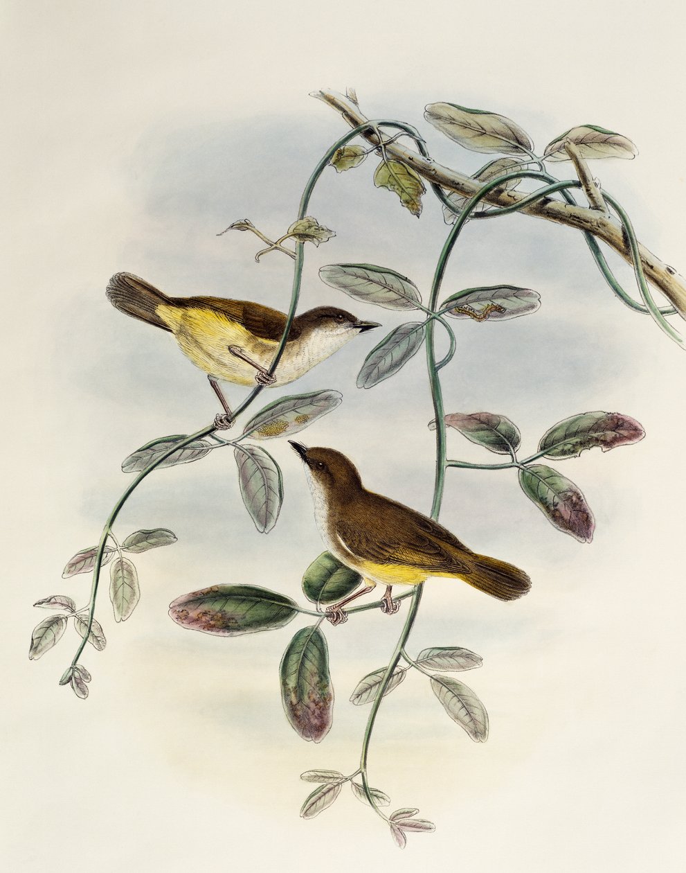 Yellow-bellied Gerygone (Gerygone chrysogaster), litografi från Birds of Asia av William Matthew Hart