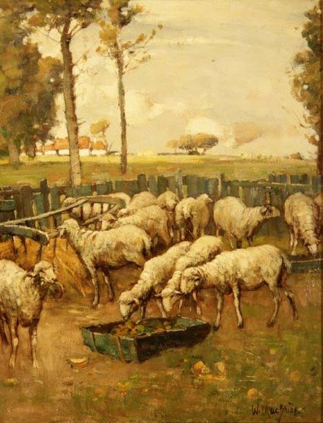 Fårfållan av William McBride