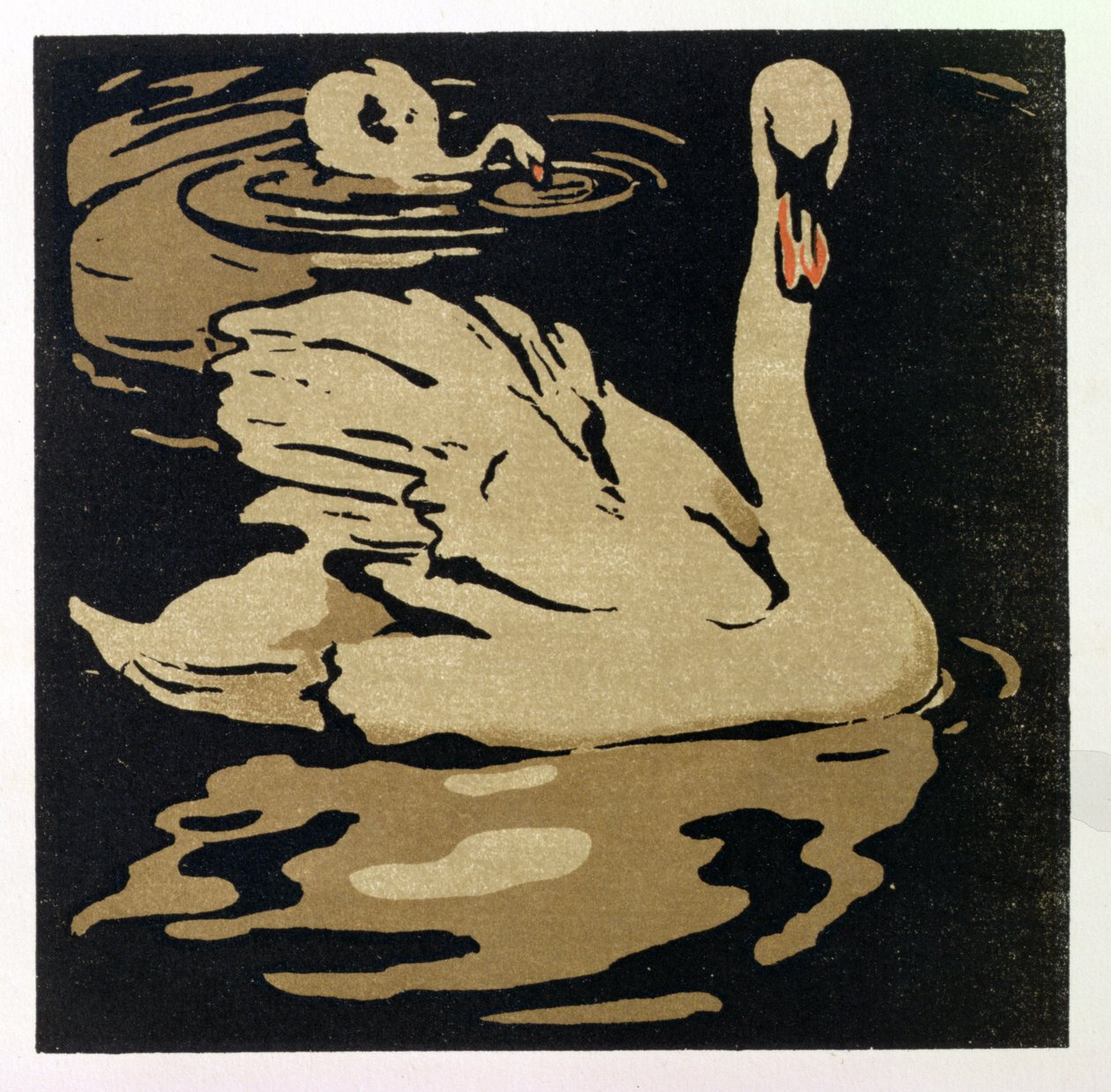 Den vackra svanen, illustration från 