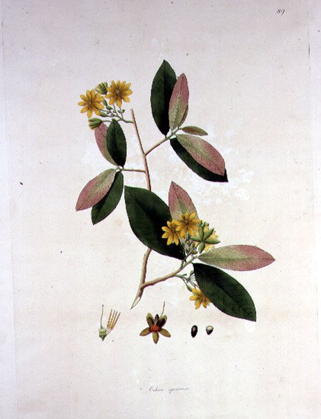 Ochna squarrosa, illustration från 