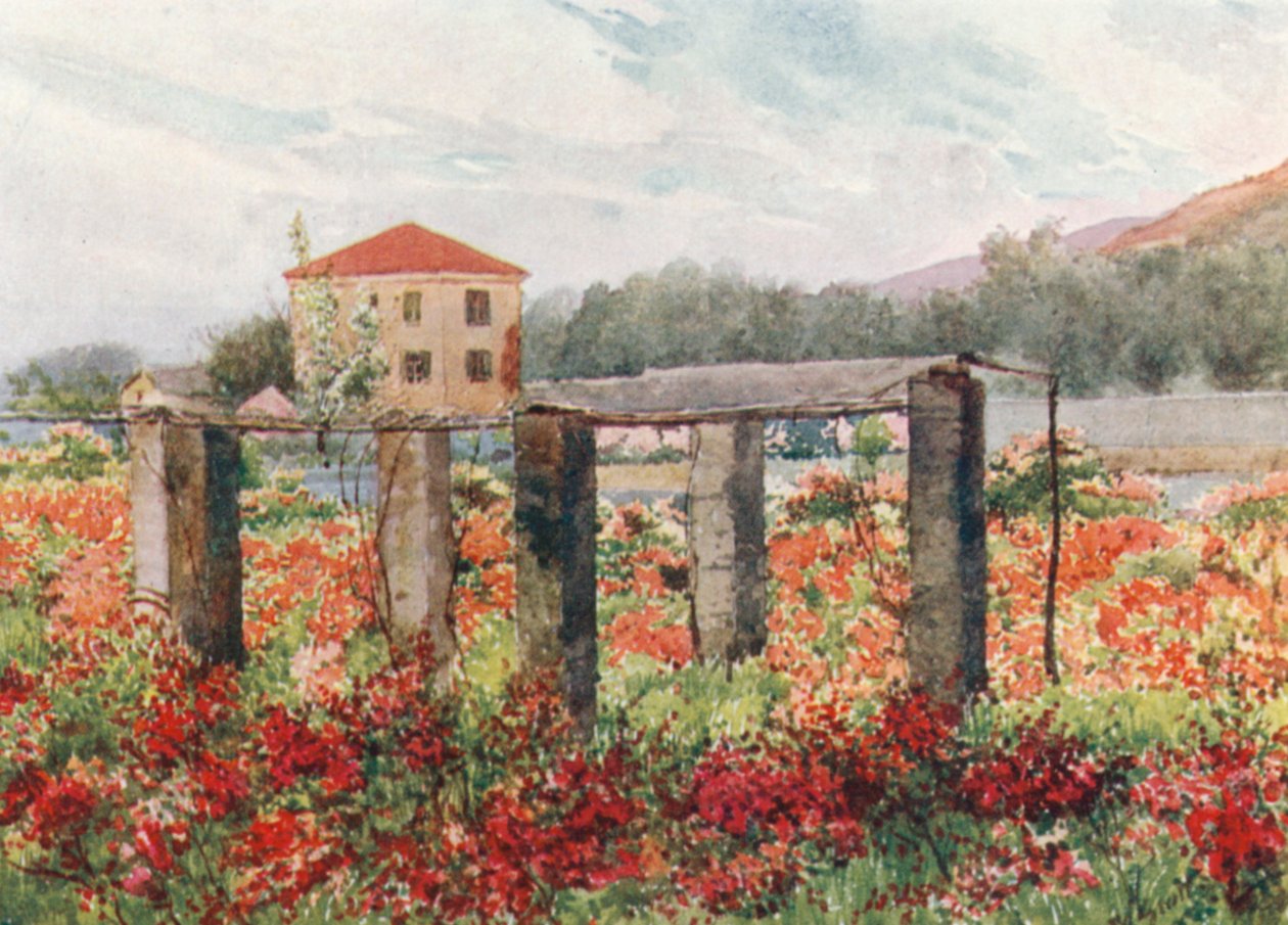 En rosenträdgård, Bordighera (färglitografi) av William Scott
