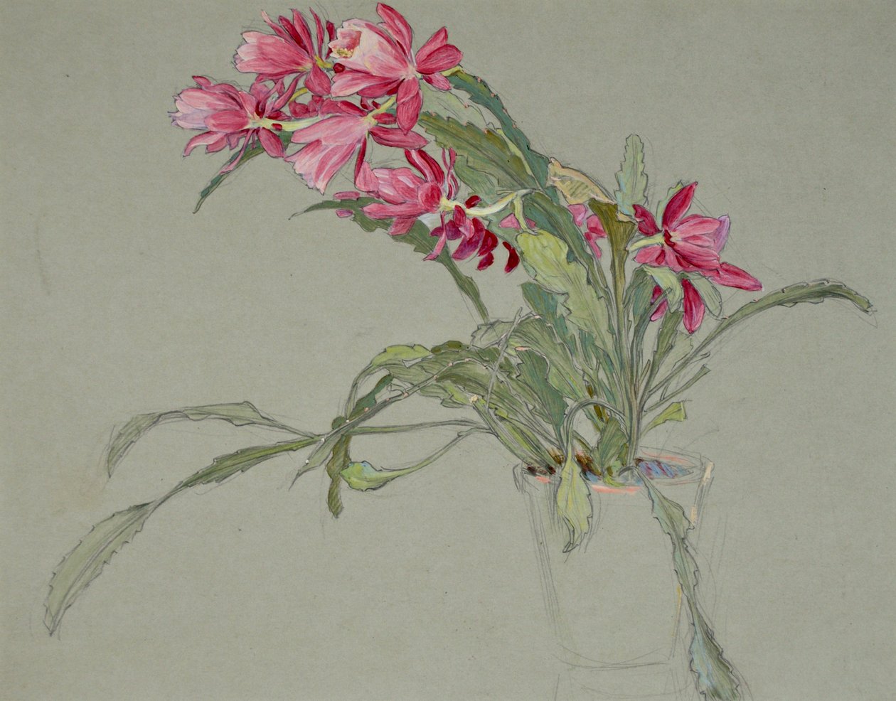 Julkaktus, ca 1920-30 (akvarell) av William Shackleton