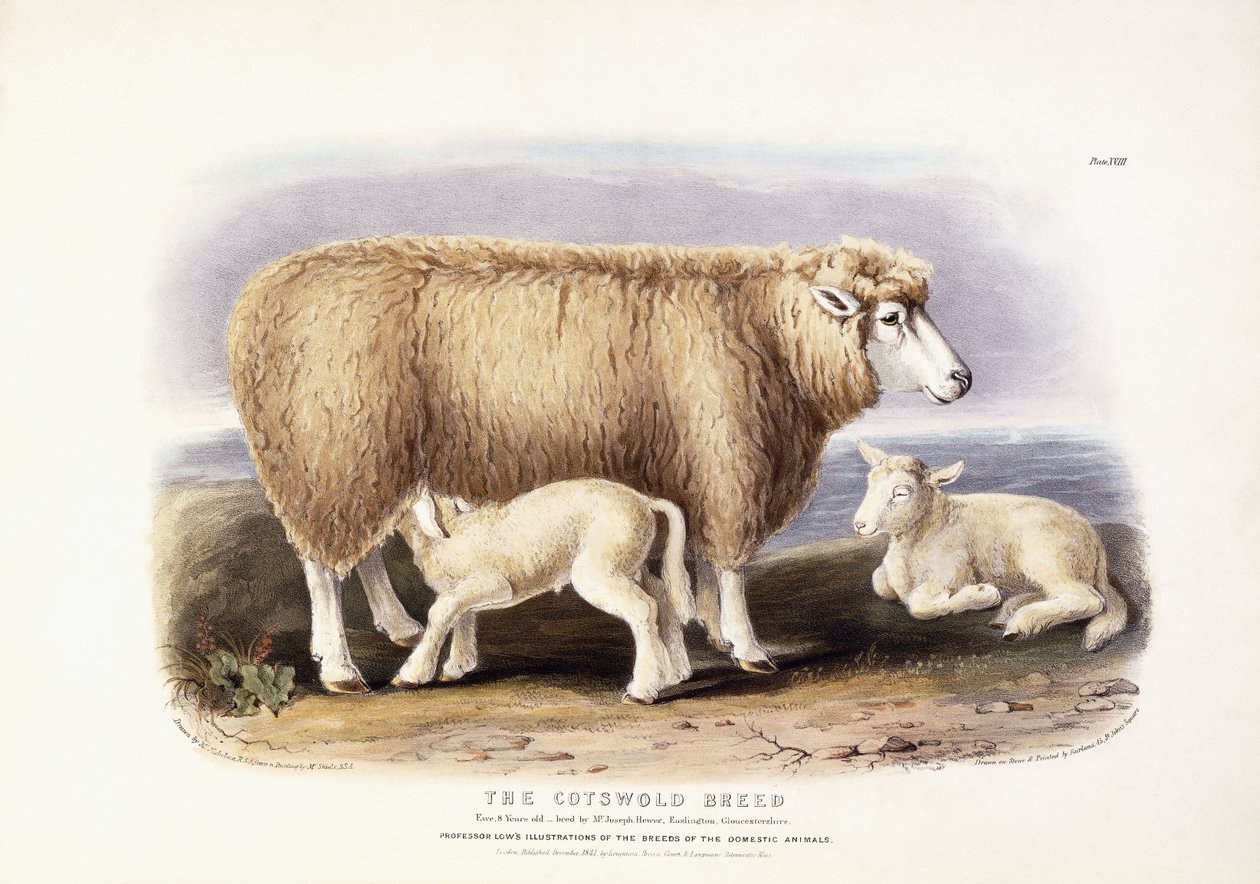 Cotswold-rasen, tacka, 8 år gammal, 1840-1842 av William Shiels