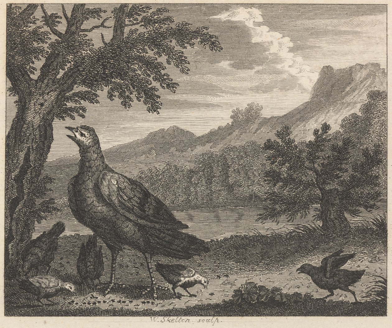 Turkiet och myran av William Skelton