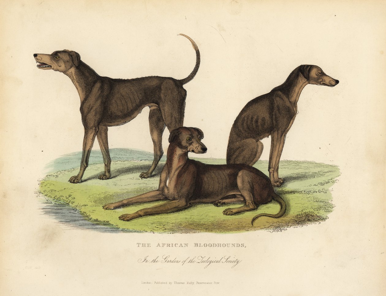 Afrikanska blodhundar i Zoological Societys trädgårdar. av William Smellie