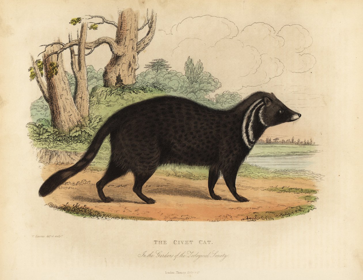Afrikansk civet, Civettictis civetta. av William Smellie