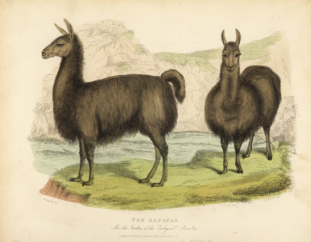 Alpaca, Vicuna pacos. av William Smellie