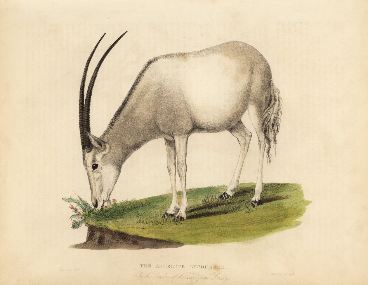 Arabisk oryx eller vit oryx, Oryx leucoryx. Sårbar. av William Smellie