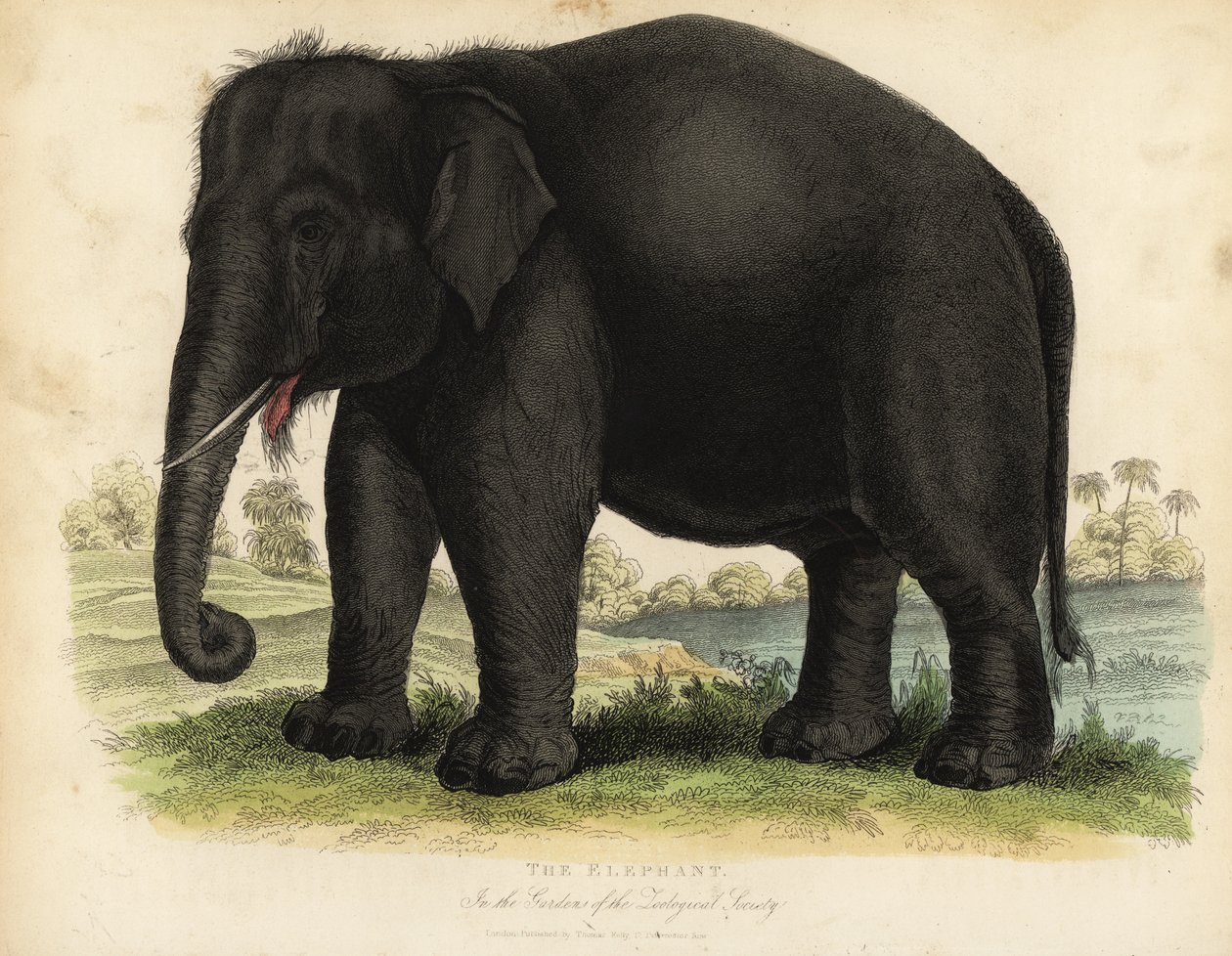 Asiatisk elefant, Elephas maximus, utrotningshotad. av William Smellie