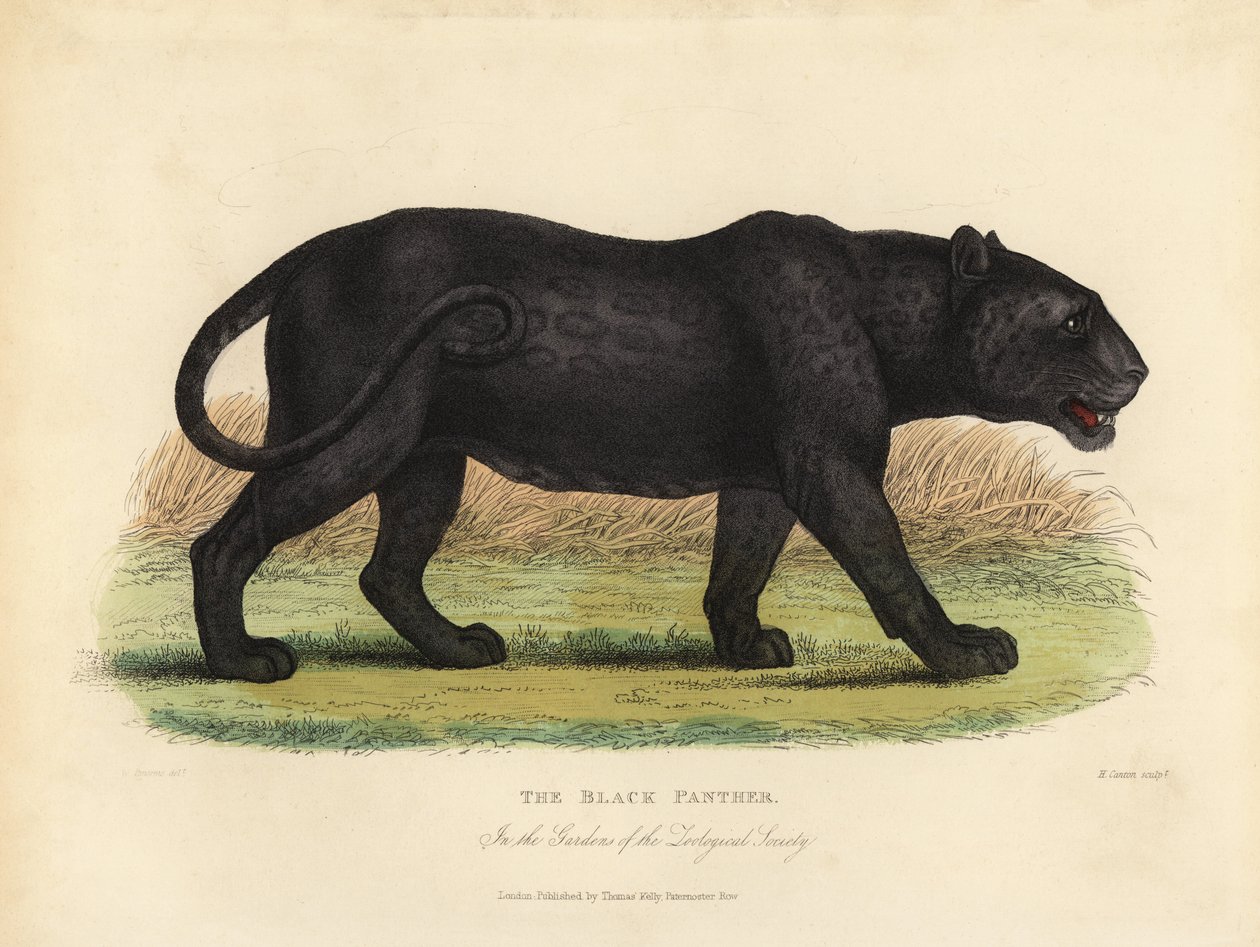 Black Panther, Panthera Pards Ora Panthera Onka. av William Smellie