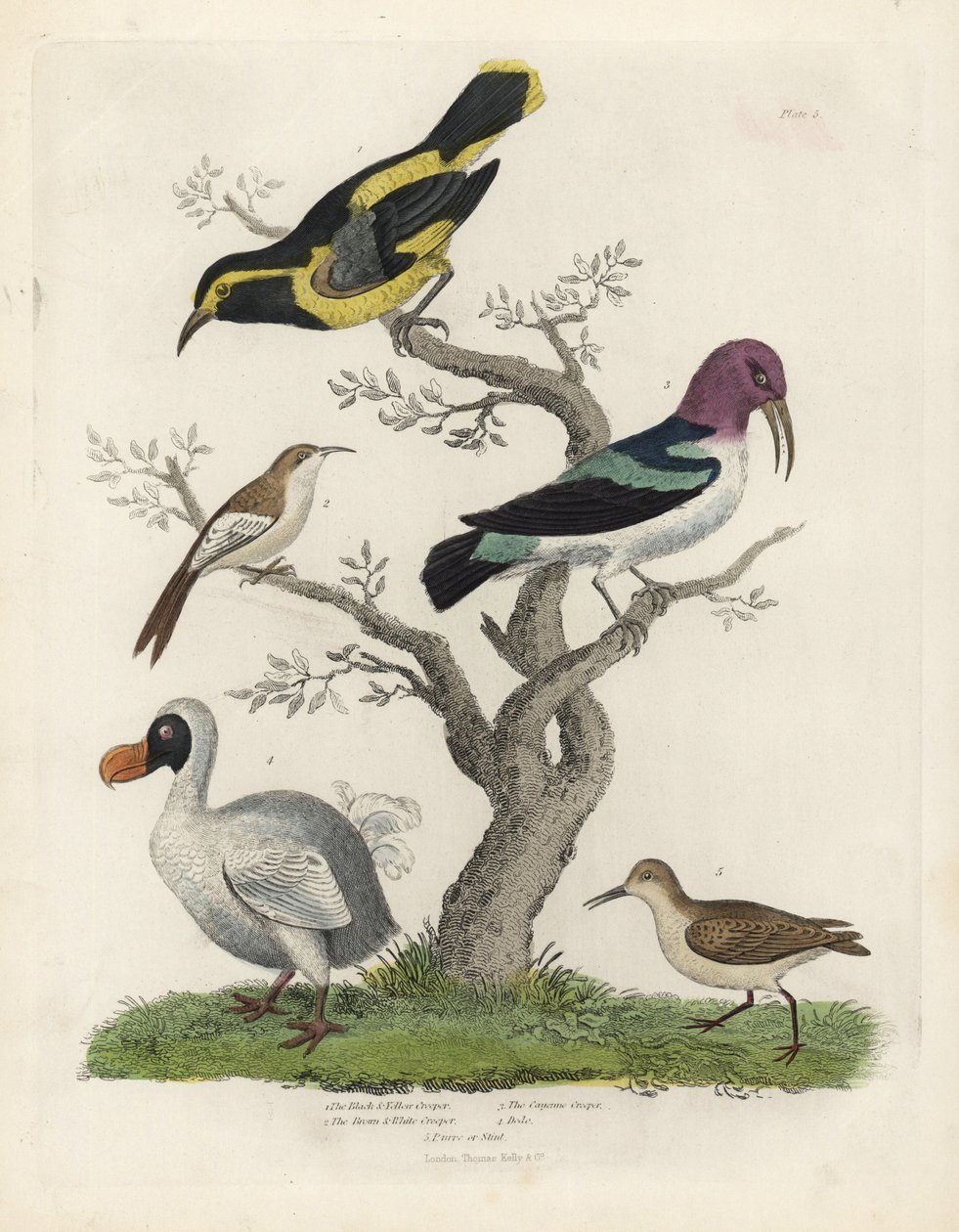 Svart och gul ranka, brun och vit ranka, Certhia americana, Cayenne ranka, Dacnis cayana, Dodo, Raphus cucullatus och purre eller stint, Calidris alpina. Handkolorerad kopparstick av en okänd konstnär från William Smellies Natural Histo av William Smellie