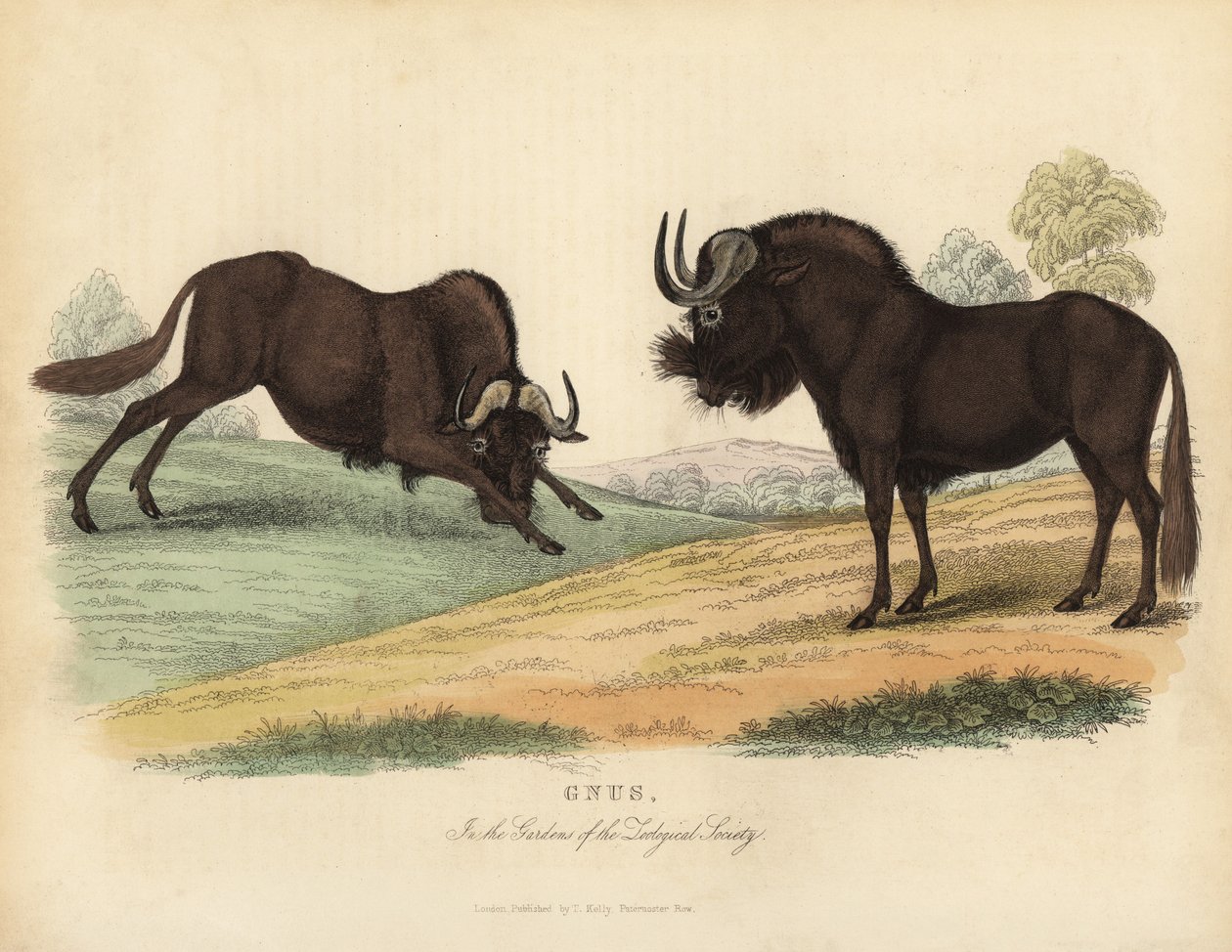 Svart gnu, Connochaetes gnou. av William Smellie