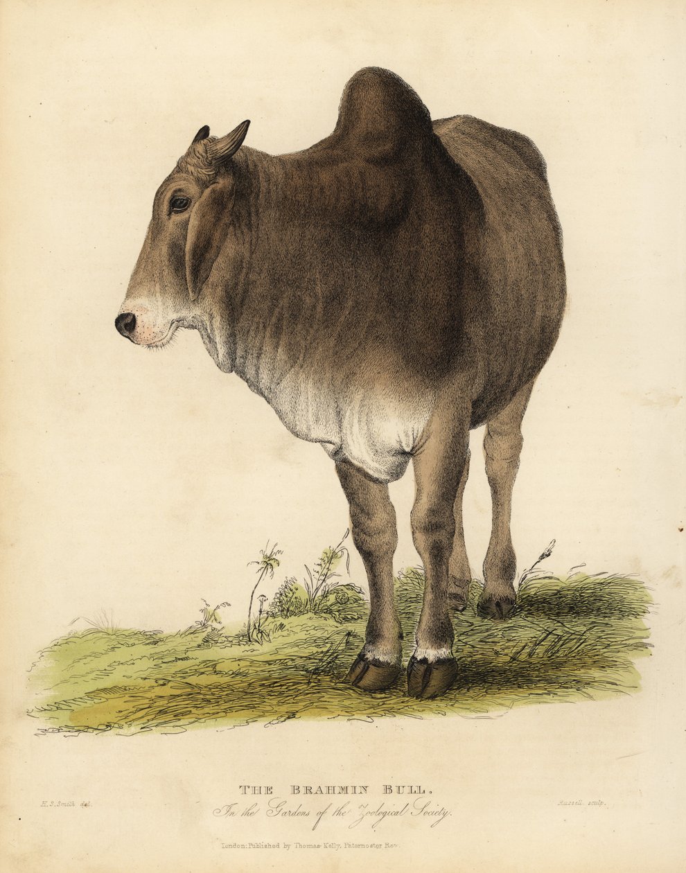 Brahma ras av zebuboskap, Bos taurus indicus. av William Smellie