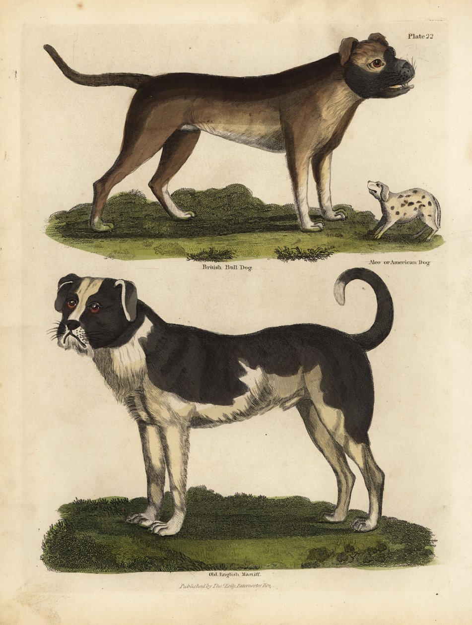 Hundraser, Canis lupus familiaris. av William Smellie