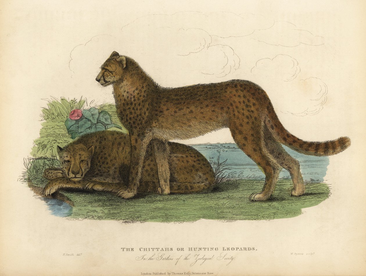 Gepard, Acinonyx jubatus. av William Smellie