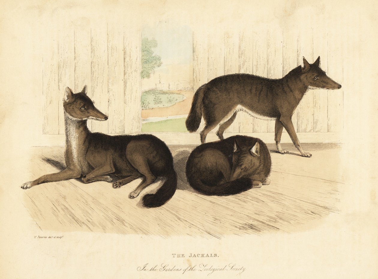 Guldschakal, Canis aureus. av William Smellie