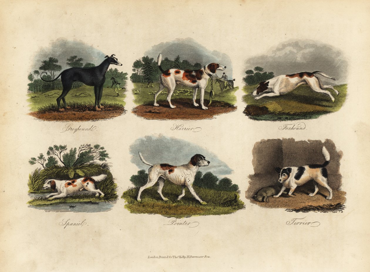 Vinthund, Harrier, Foxhound, Spaniel, Pointer, Terrier. av William Smellie