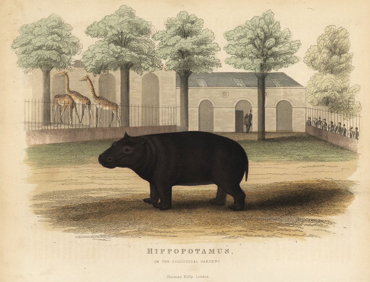Flodhäst eller flodhäst, Hippopotamus amphibius. av William Smellie