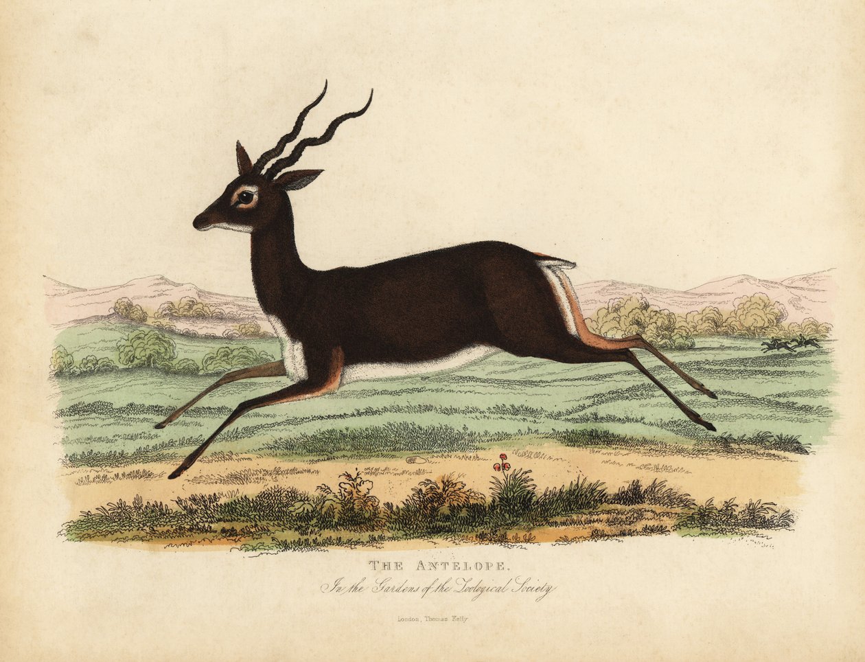 Indisk antilop eller svartbock, Antilope cervicapra. av William Smellie