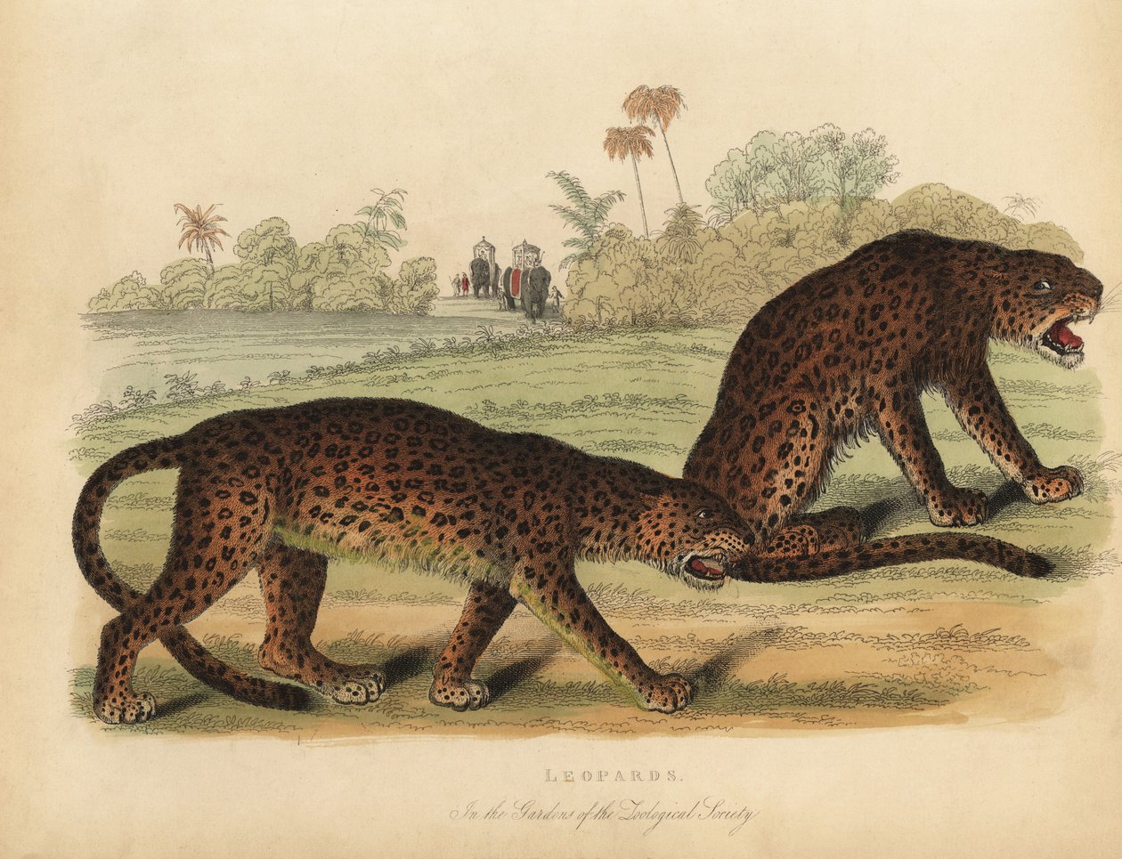 Leoparder, Panthera pardus. av William Smellie