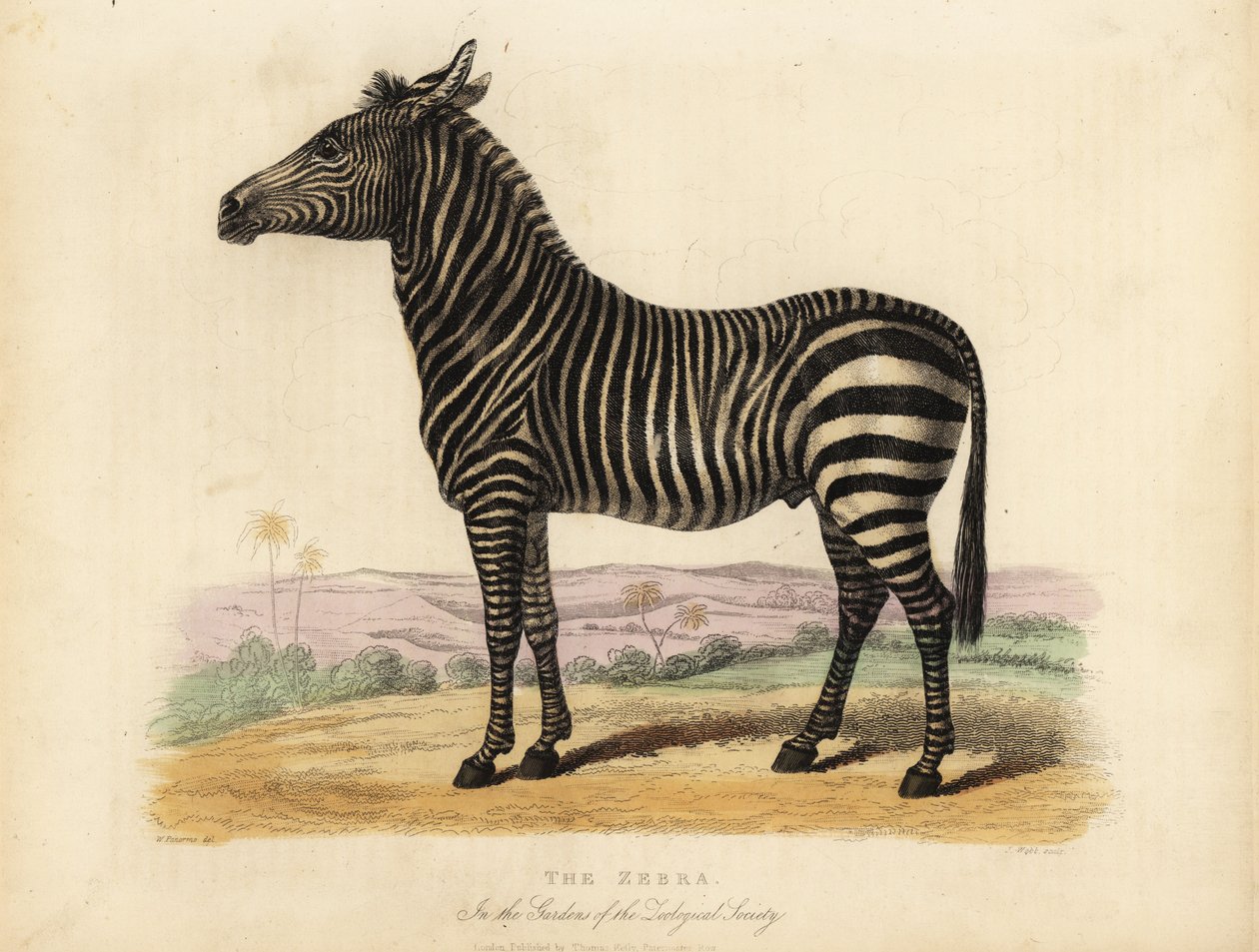 Slättzebra, Equus quagga. av William Smellie