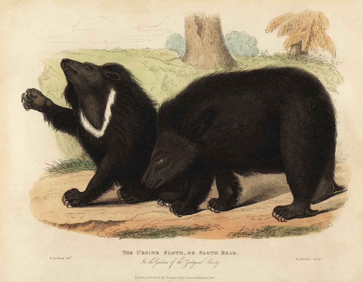 Sengångsbjörn, Melursus ursinus. Sårbar. av William Smellie